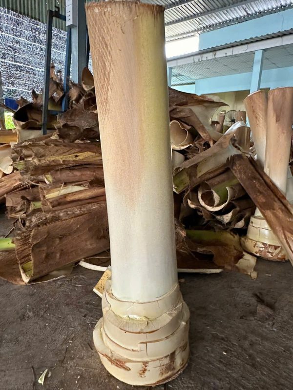 Cây dừa