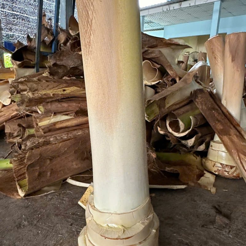 Cây dừa