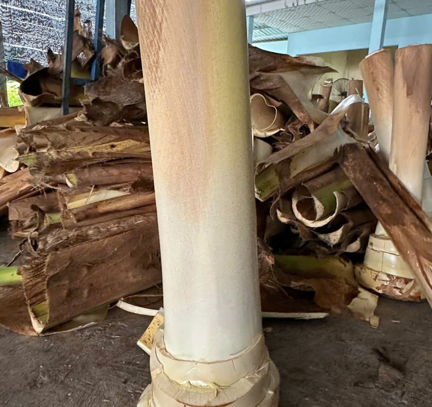Cây dừa